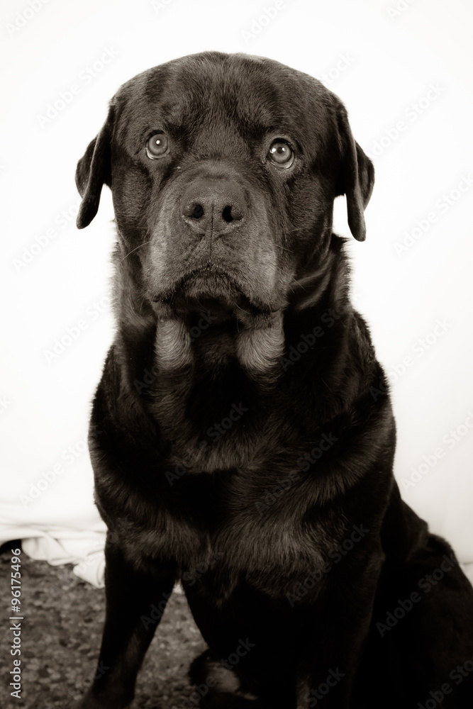 Rottweiler dog sitting down and isolated on white Rottweiler dog sitting down and isolated on white