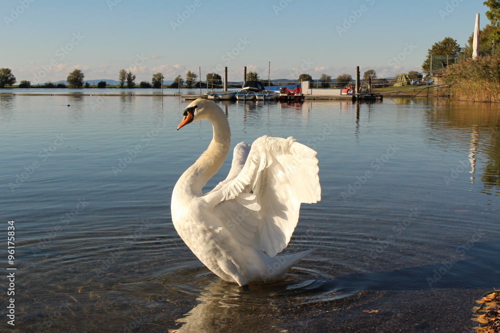 Obraz premium A swan at sundown on Constance Lake (Bodensee), taken from the coast of Hard in Vorarlberg, Austria.