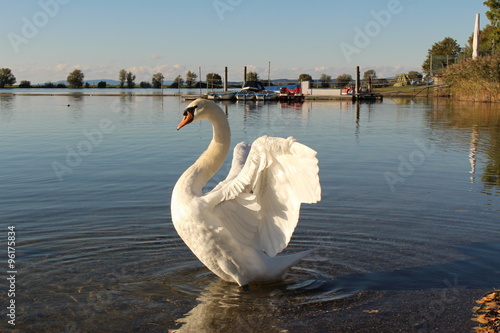 A swan at sundown on Constance Lake (Bodensee), taken from the coast of Hard in Vorarlberg, Austria.