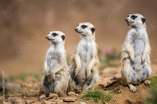 Fotografia Watchful meerkats standing guard
