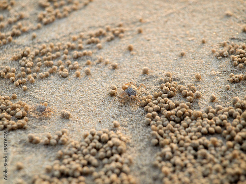 Wallpaper Mural Tiny Ghost Crabs digging holes in the sand Torontodigital.ca