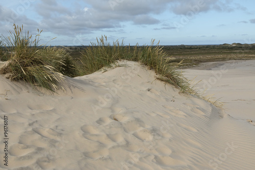 Lyme Grass in the Sand Dune