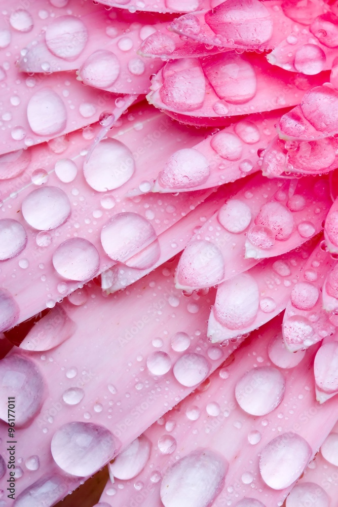 Close up of pink daisy with water droplets