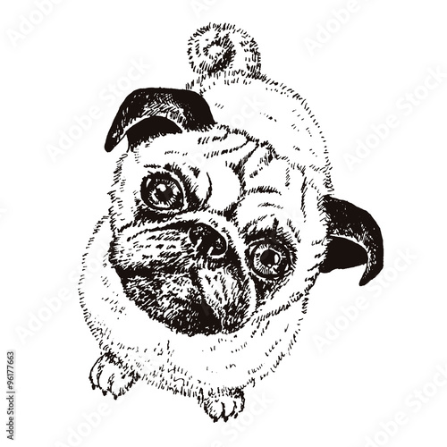 Pug dog, vector hand drawn sketch with cute domestic animal