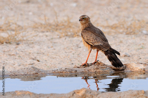 Juvenile pale chanting goshawk photo