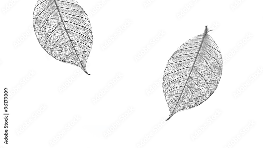 Obraz premium dry leaves