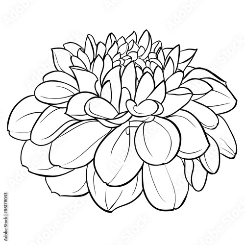 Fototapeta Naklejka Na Ścianę i Meble -  beautiful monochrome black and white dahlia flower isolated on background. Hand-drawn contour lines.