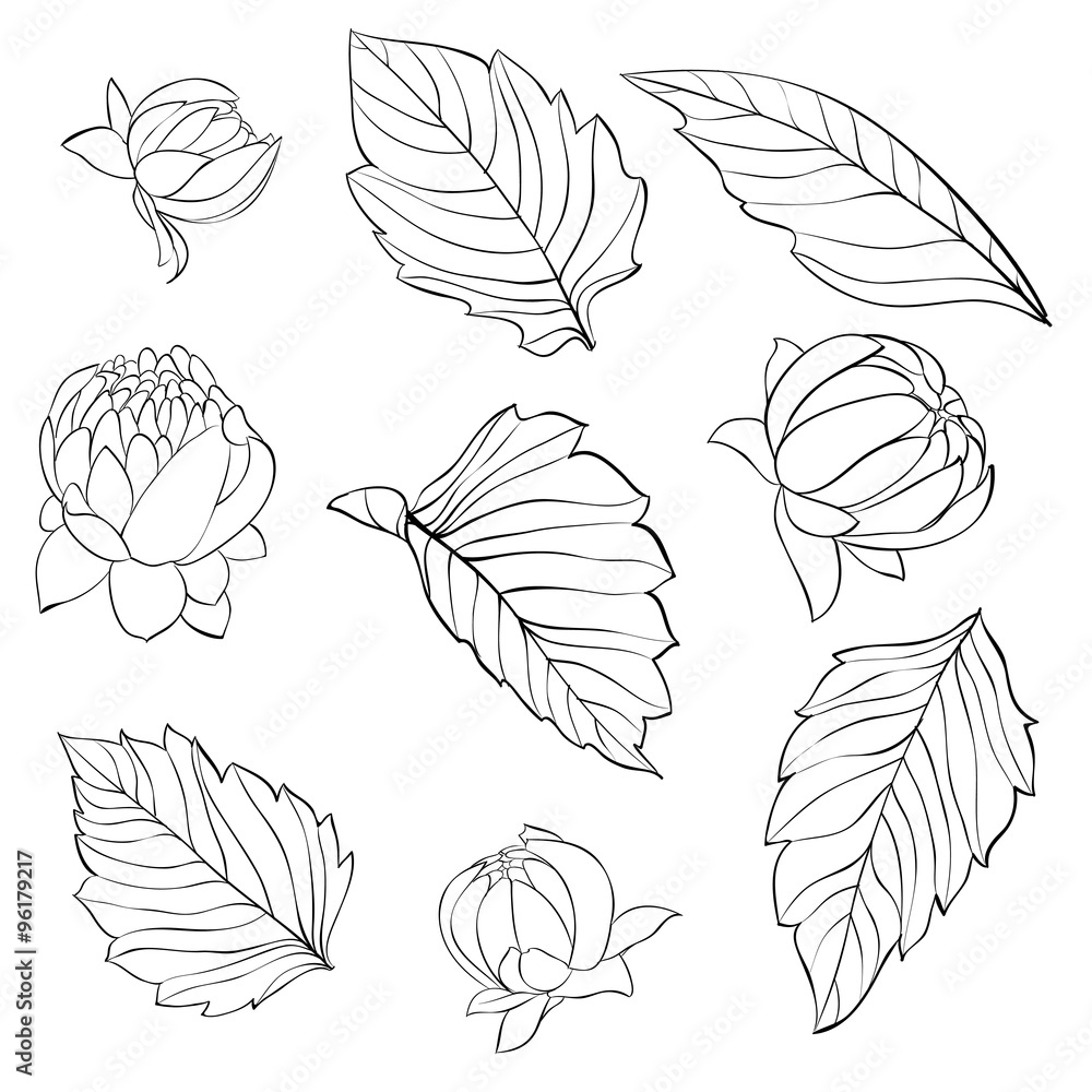 set of beautiful black and white dahlia leaves and buds isolated on background. set of beautiful black and white dahlia leaves and buds isolated on background.