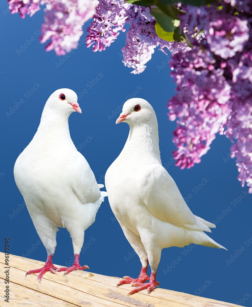 Fototapeta premium two white pigeons on perch with flowering lilac tree