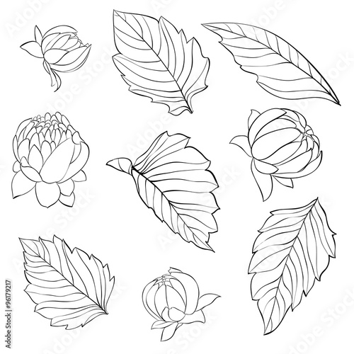 Fototapeta Naklejka Na Ścianę i Meble -  set of beautiful black and white dahlia leaves and buds isolated on background.