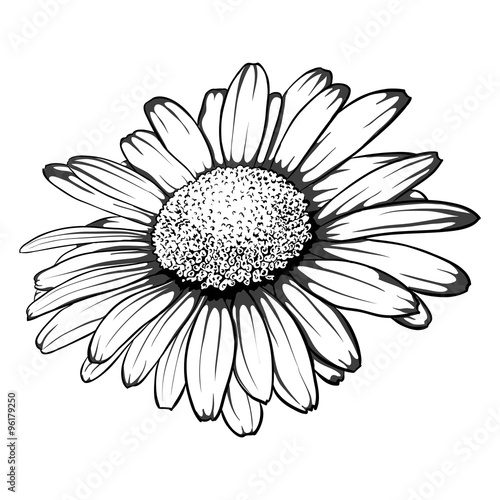 Fototapeta Naklejka Na Ścianę i Meble -  beautiful monochrome, black and white daisy flower isolated.