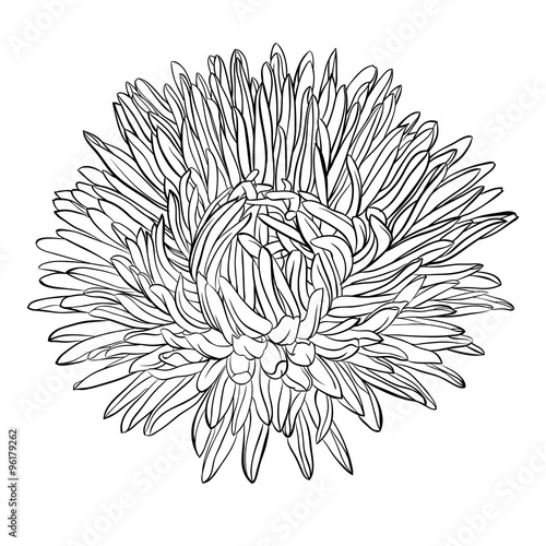 beautiful monochrome, black and white aster flower isolated.