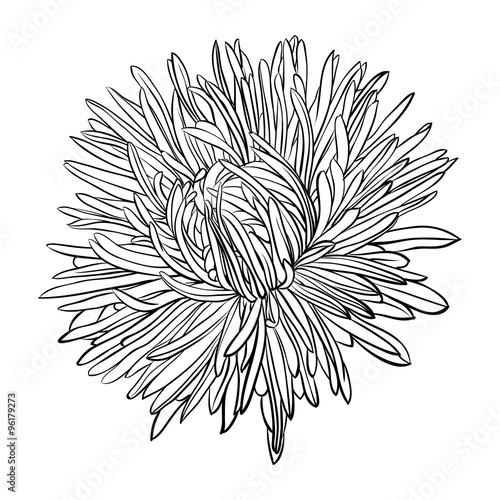 beautiful monochrome, black and white aster flower isolated.