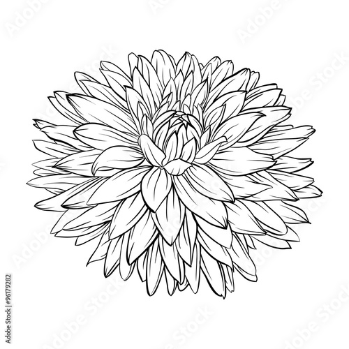 Fototapeta Naklejka Na Ścianę i Meble -  beautiful monochrome, black and white dahlia flower isolated. Hand-drawn contour lines and strokes.