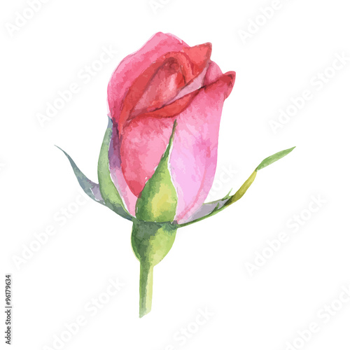 beautiful rose watercolor hand-painted isolated on white background.