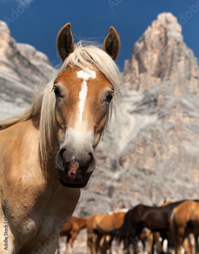 Horses under Monte Pelmo in Italian Dolomities