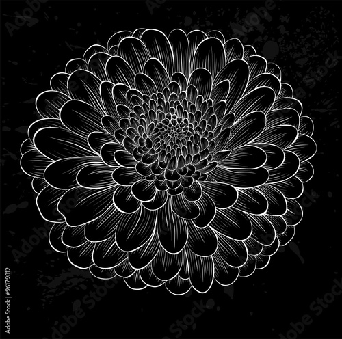 Fototapeta Naklejka Na Ścianę i Meble -  white chrysanthemum outline with gray spots on a black background