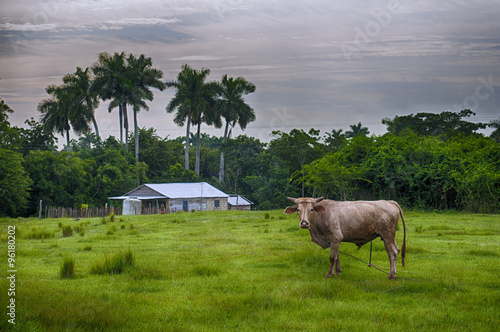 Photography Cuban countryside landscape