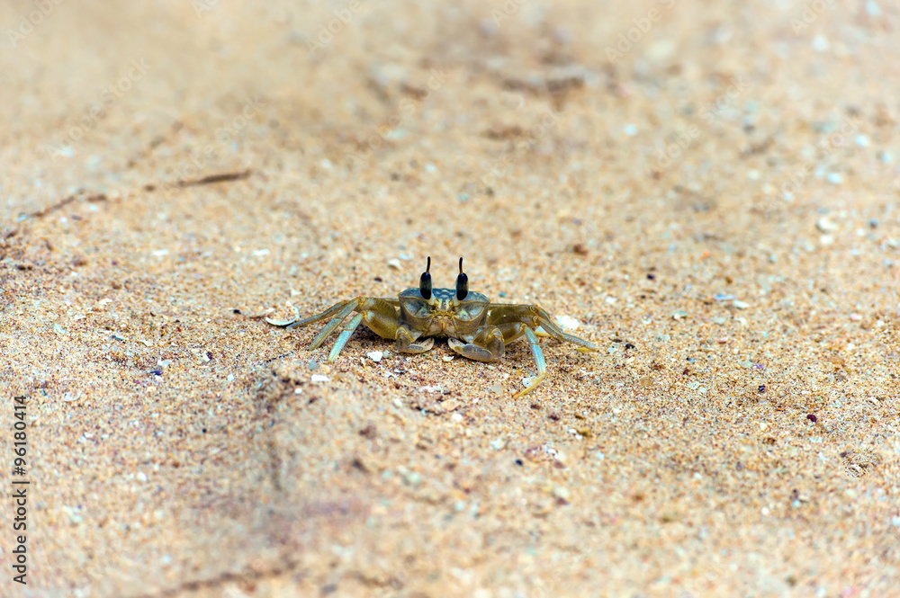 Ocean Sri Lankan crabs Ocean Sri Lankan crabs
