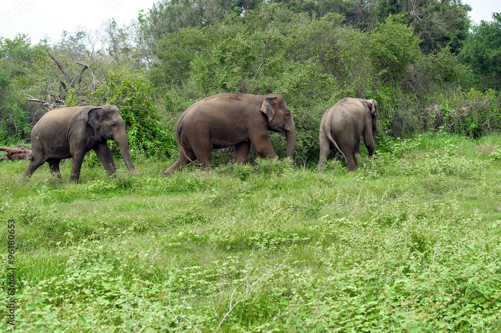 Fototapeta premium Elephants in Sri Lanka