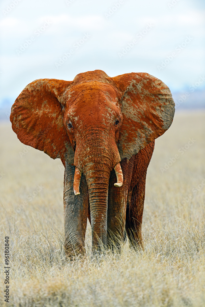 elephants in Tsavo Park