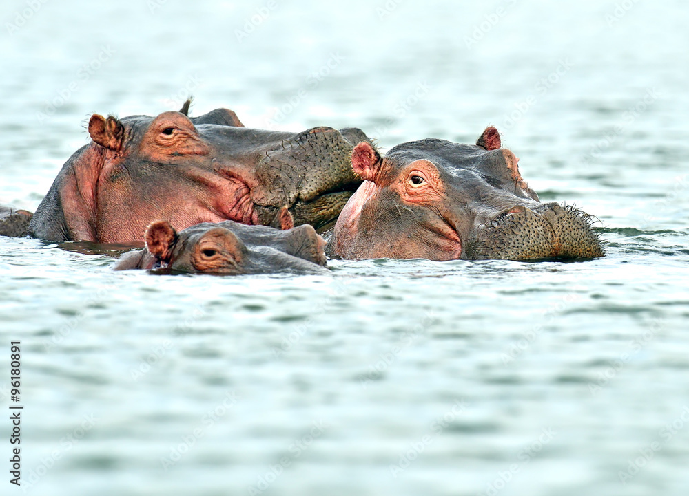 Fototapeta premium Hippopotamus Masai Mara