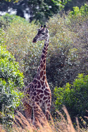 Giraffe in the savannah of Tsavo