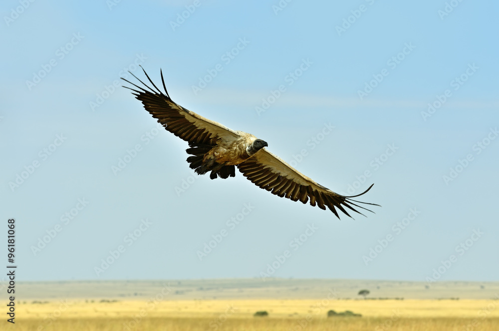 Fototapeta premium Vulture in flight