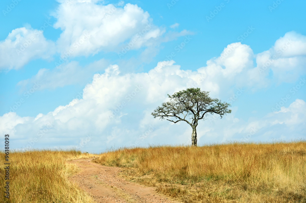 The tree in the African savanna