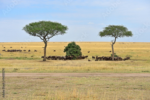 Great Migration of wildebeest © kyslynskyy