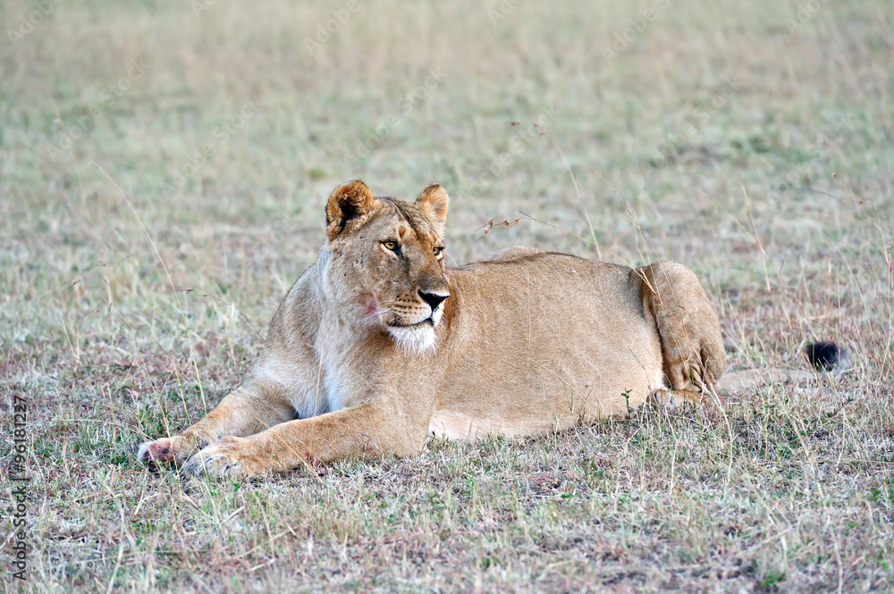 Portrait of young Lion