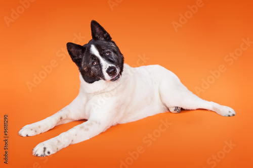 Canvas Print Akita With Head Tilted Lying Over Orange Background