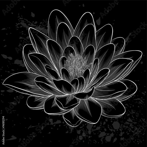 black and white lotus flower painted in graphic style isolated