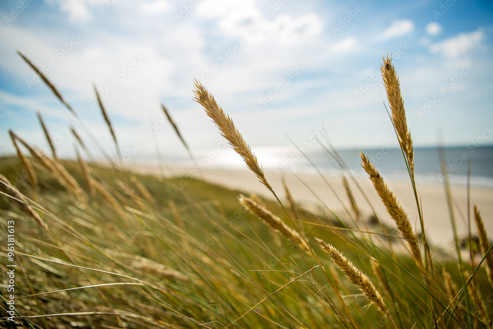 Fototapeta premium Nordsee Dünen/North sea/Germany