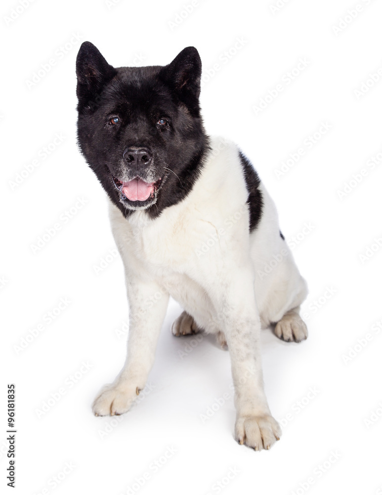 Fototapeta premium Black Mask Akita Sitting Over White Background