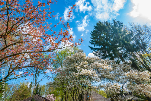 Blooming trees in springtime against blue sky with white clouds. European garden park scene with trees in spring, perfect for garden blogs, websites, magazine photo