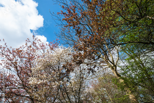 Blooming trees in springtime against blue sky with white clouds. European garden park scene with trees in spring, perfect for garden blogs, websites, magazine photo