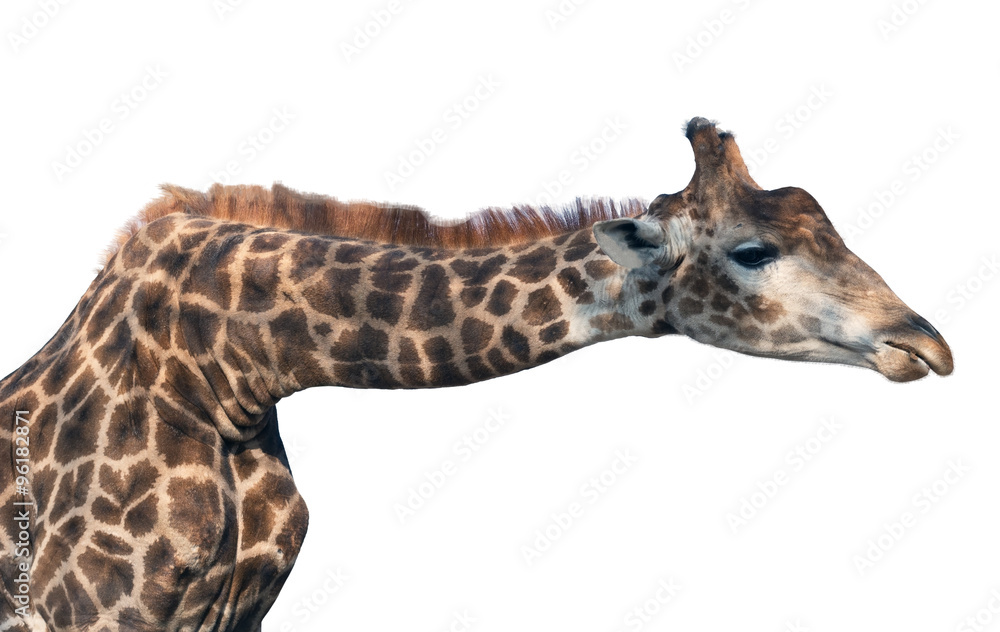 Naklejka premium Giraffe head face