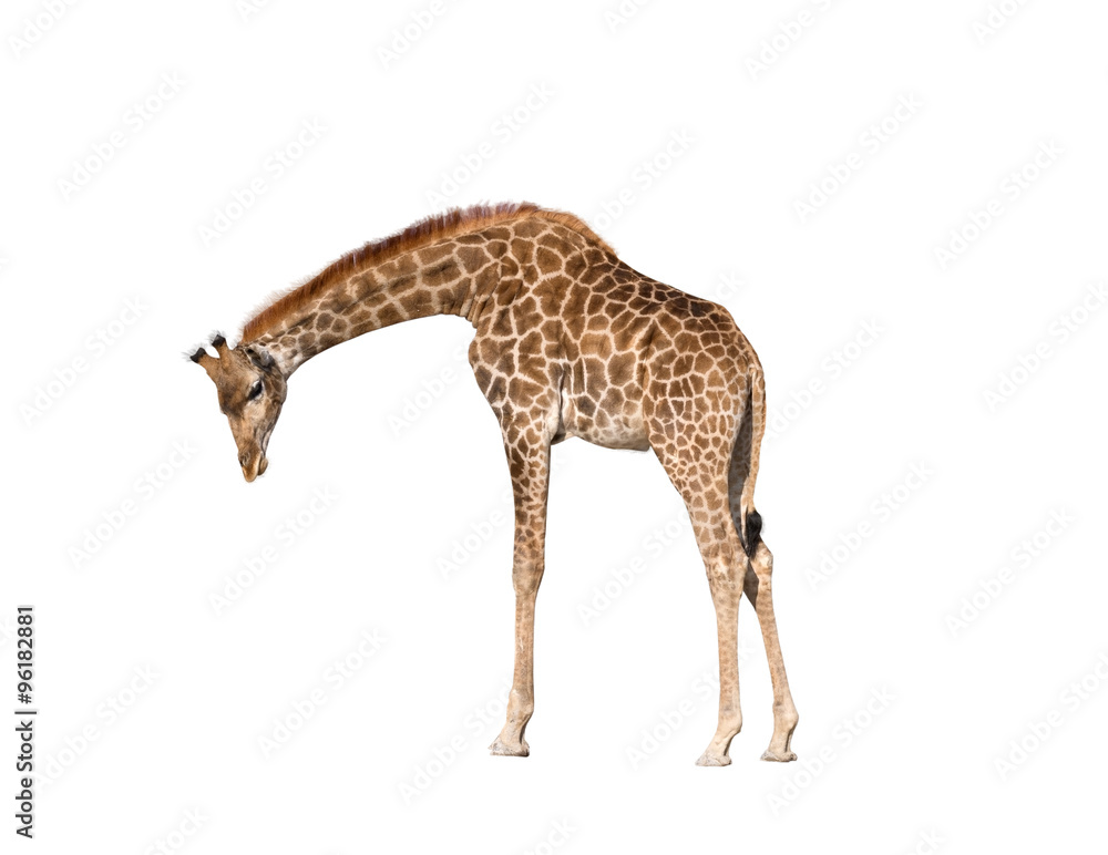 Fototapeta premium Giraffe isolated on white background