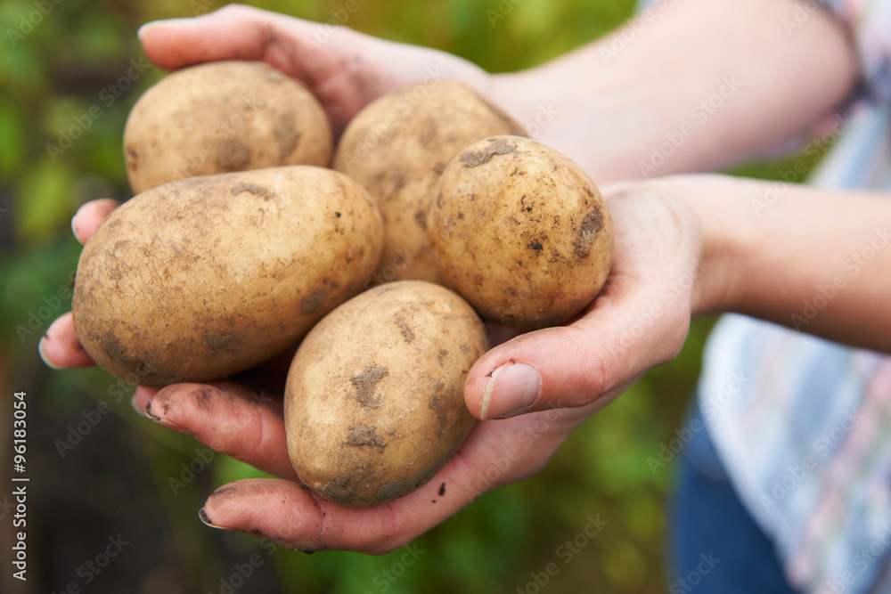 Woman Holding Home Grown Potatoes Woman Holding Home Grown Potatoes