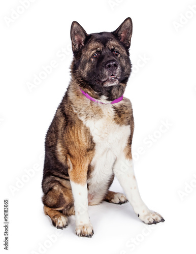 Brown And Black Akita Sitting Against White Background