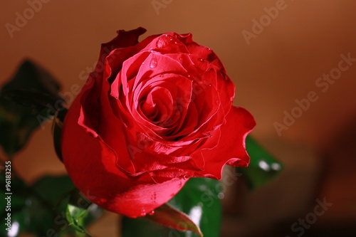 Red roses with dew drops on a dark background