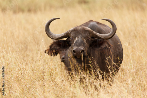 Afrikanischer Büffel