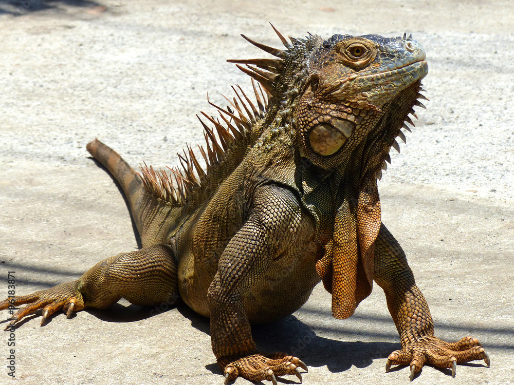 Fototapeta premium Männlicher Grüner Leguan in Costa Rica (Green Iguana Lizard) Iguana iguana