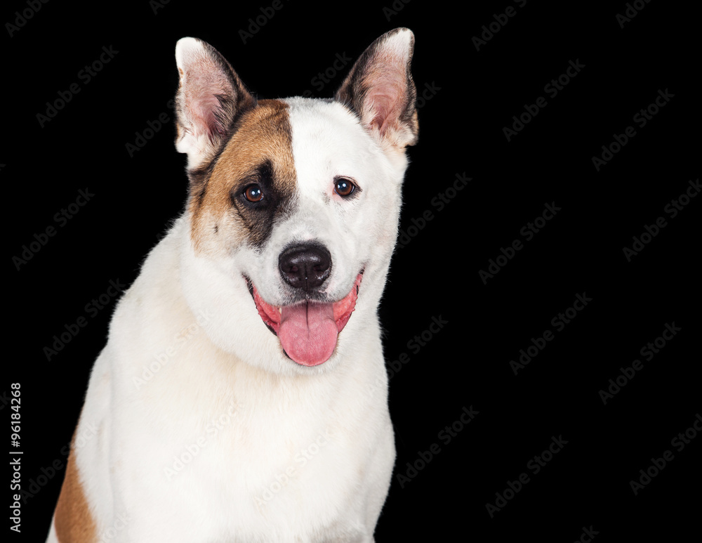 Dog Panting Against Black Background