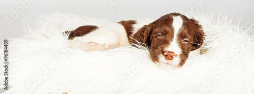 Obraz na płótnie Dog Sleeping On Fur Over White Background