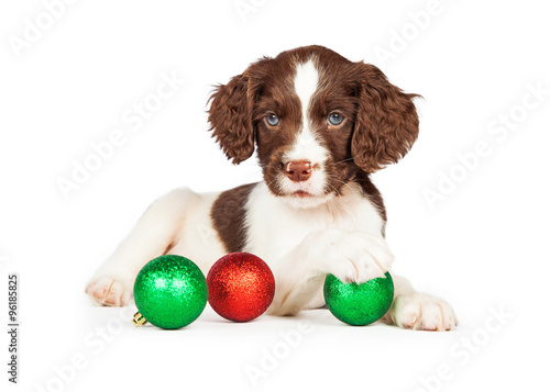 Fototapeta Naklejka Na Ścianę i Meble -  English Springer Spaniel Puppy With Christmas Baubles