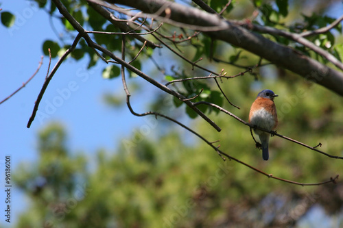 Eastern Bluebird