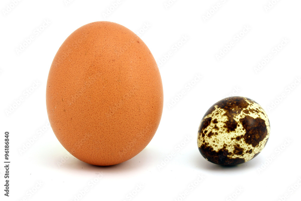 Chicken and quail egg upright Chicken and quail egg upright