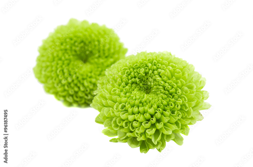 Macro of a green chrysanthemum isolated Macro of a green chrysanthemum isolated